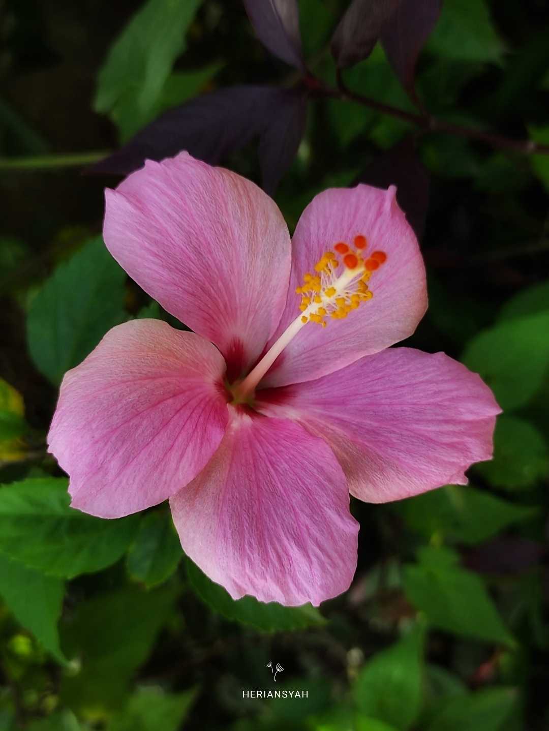 Hibiscus