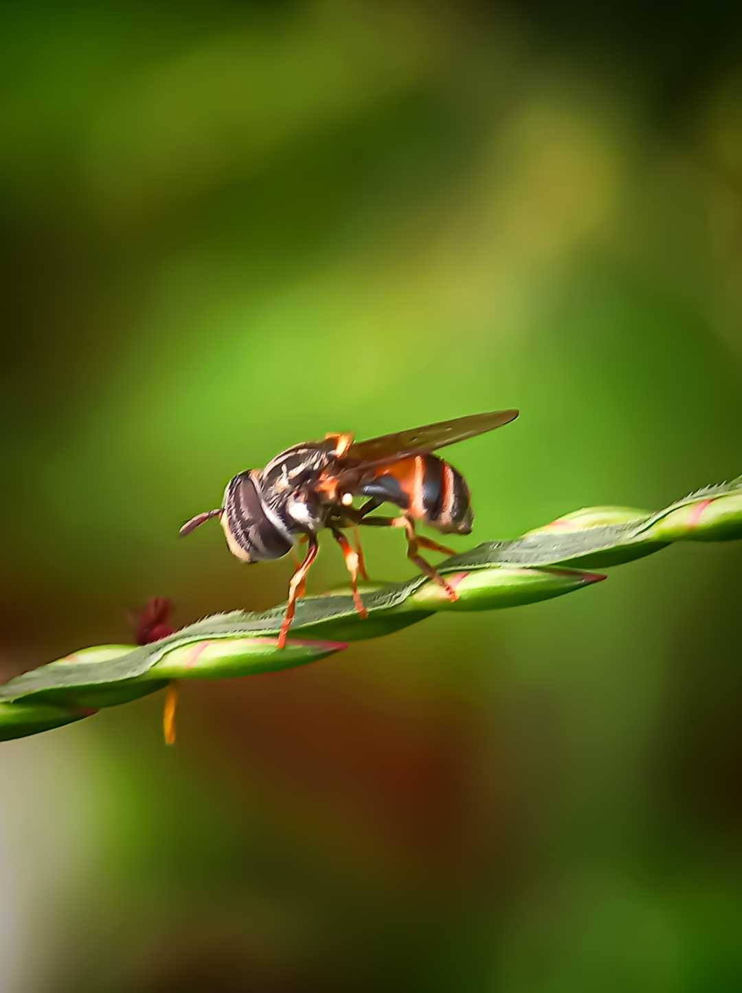 Hoverfly/lalat Bunga