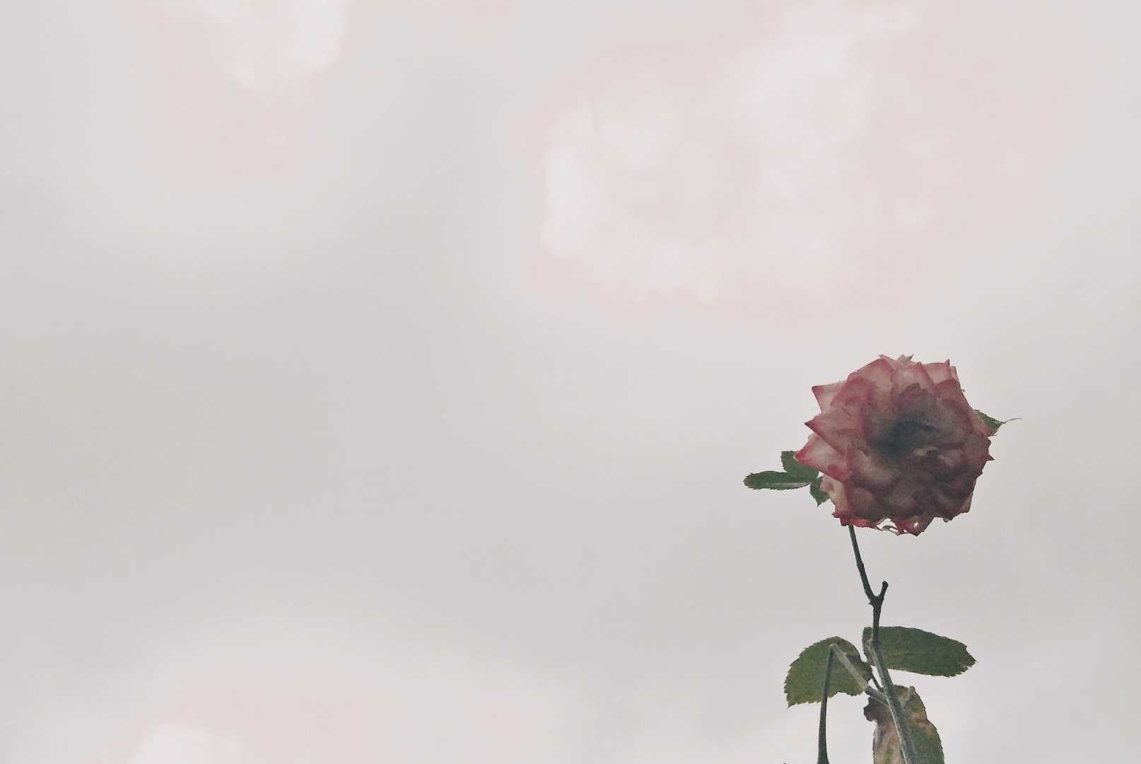 Rose Flower