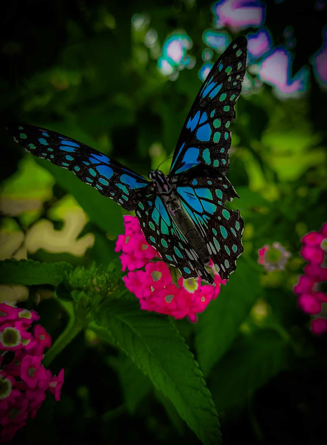 Butterfly 🦋❤️.