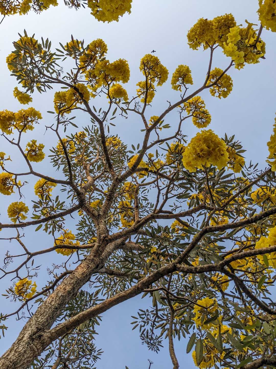 
Lapacho (Handroanthus impetiginosus)