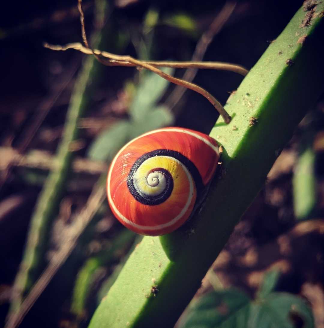 polymita picta.