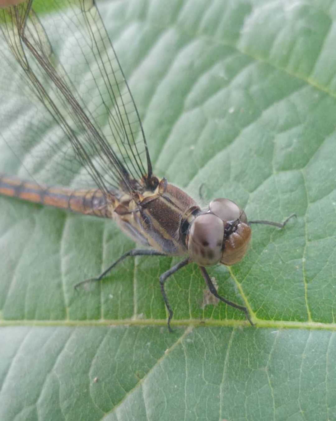 dragon fly