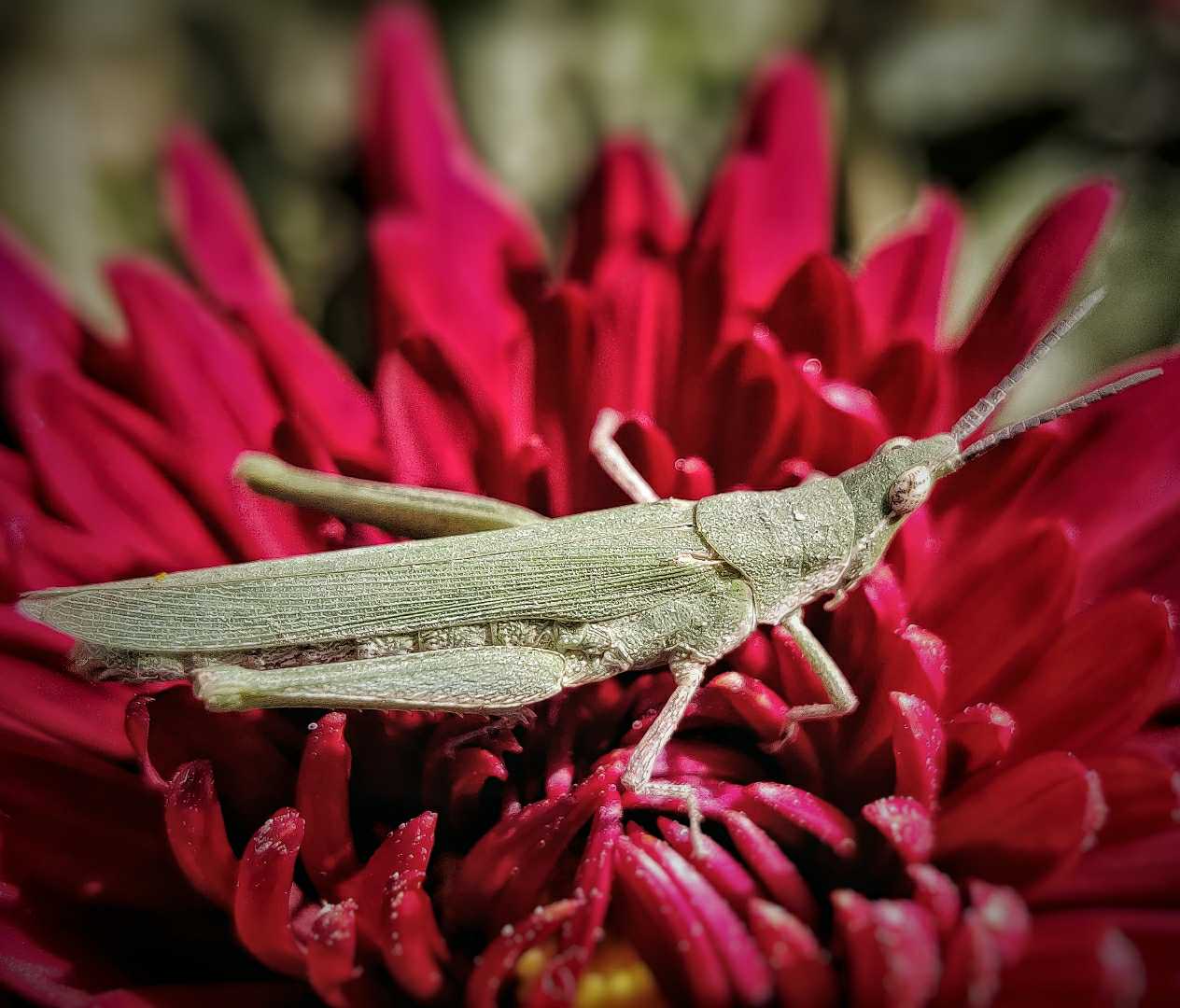 grasshopper