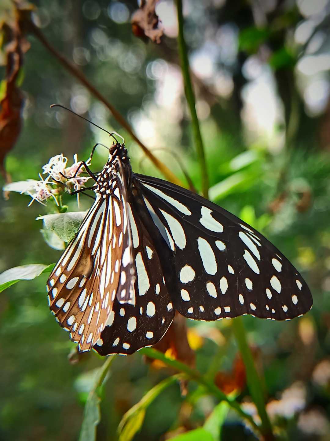 Blue tiger