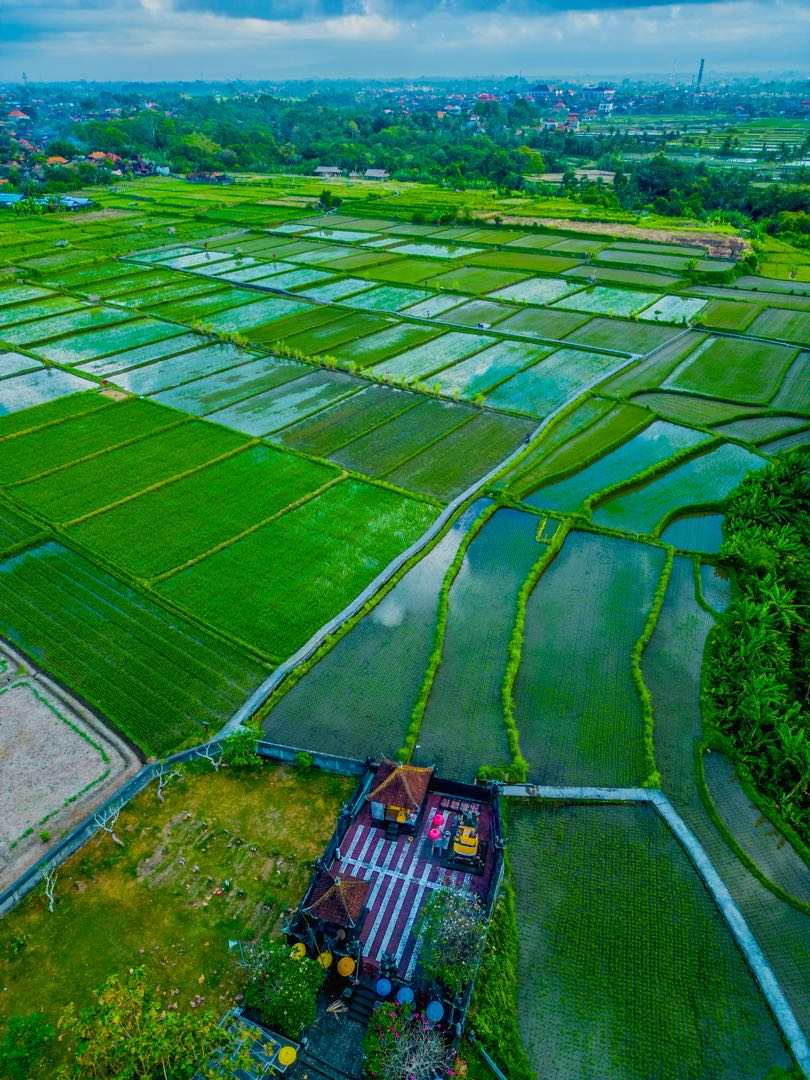 Ricefield Near Sukawati - Gianyar