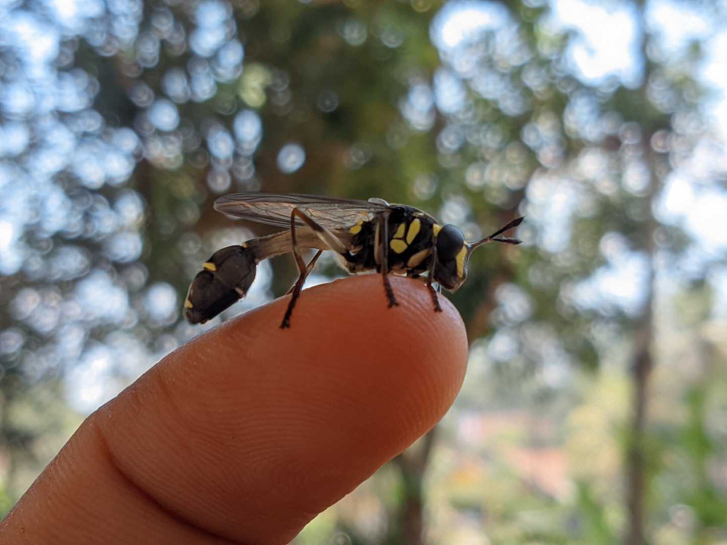 Eumeninae / Tawon potter