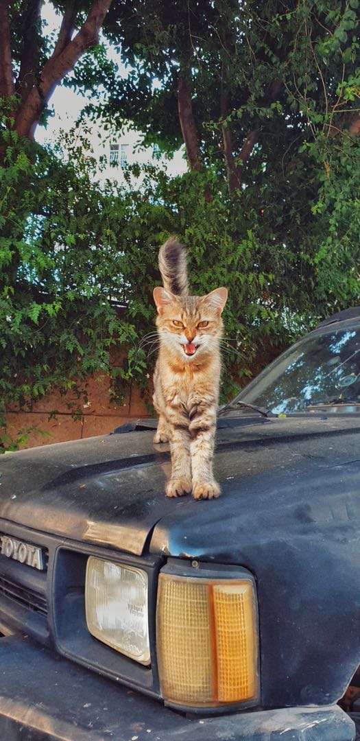 roar 