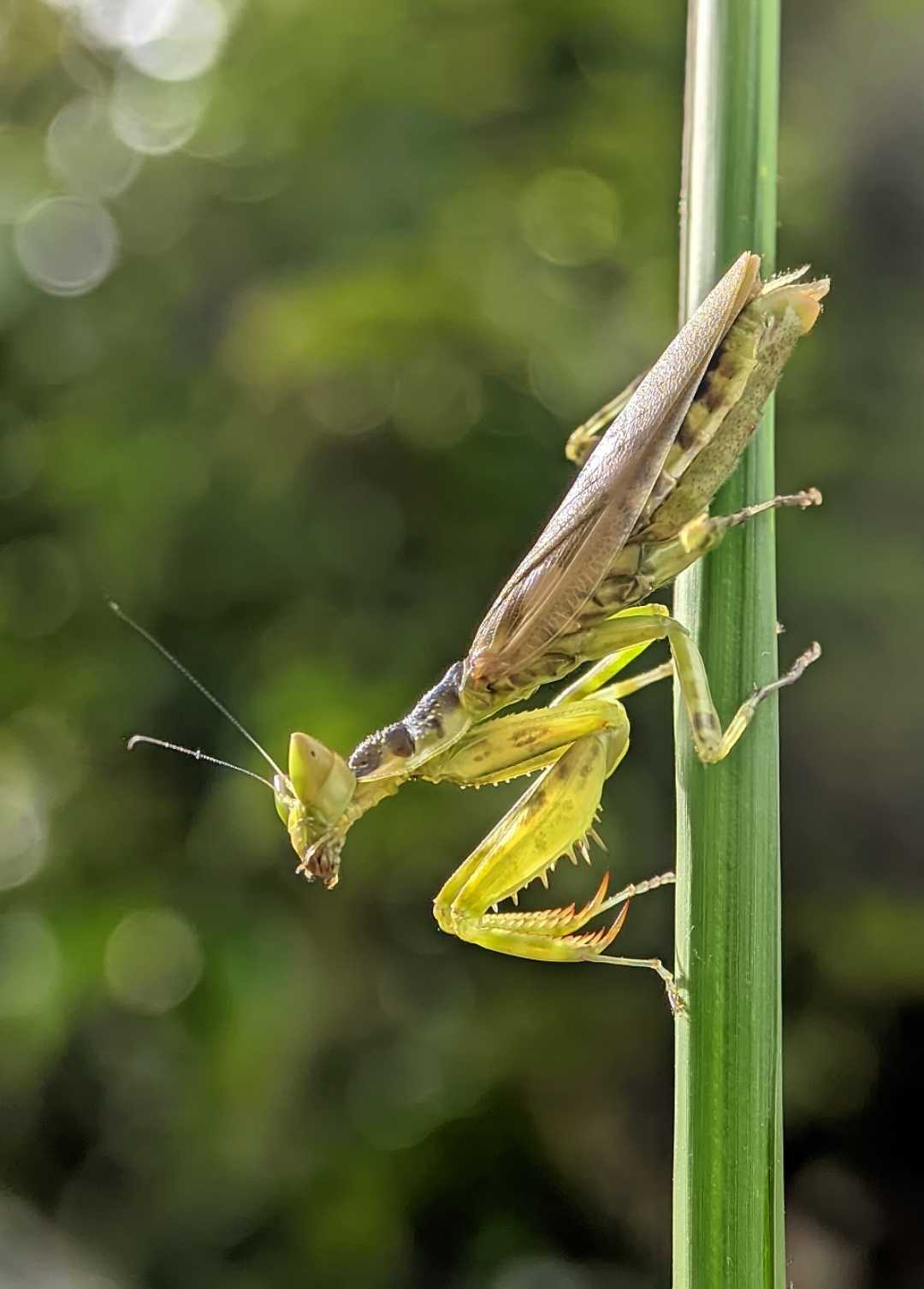 Creobroter gemmatus