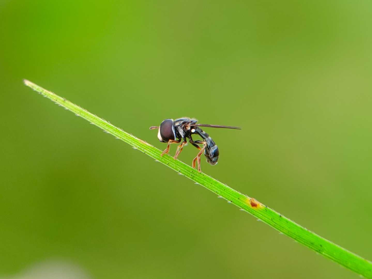 Hover Fly.