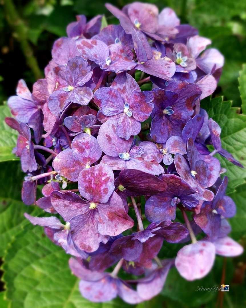 Hydrangea macrophylla@Taman Orchid Forest Cikole