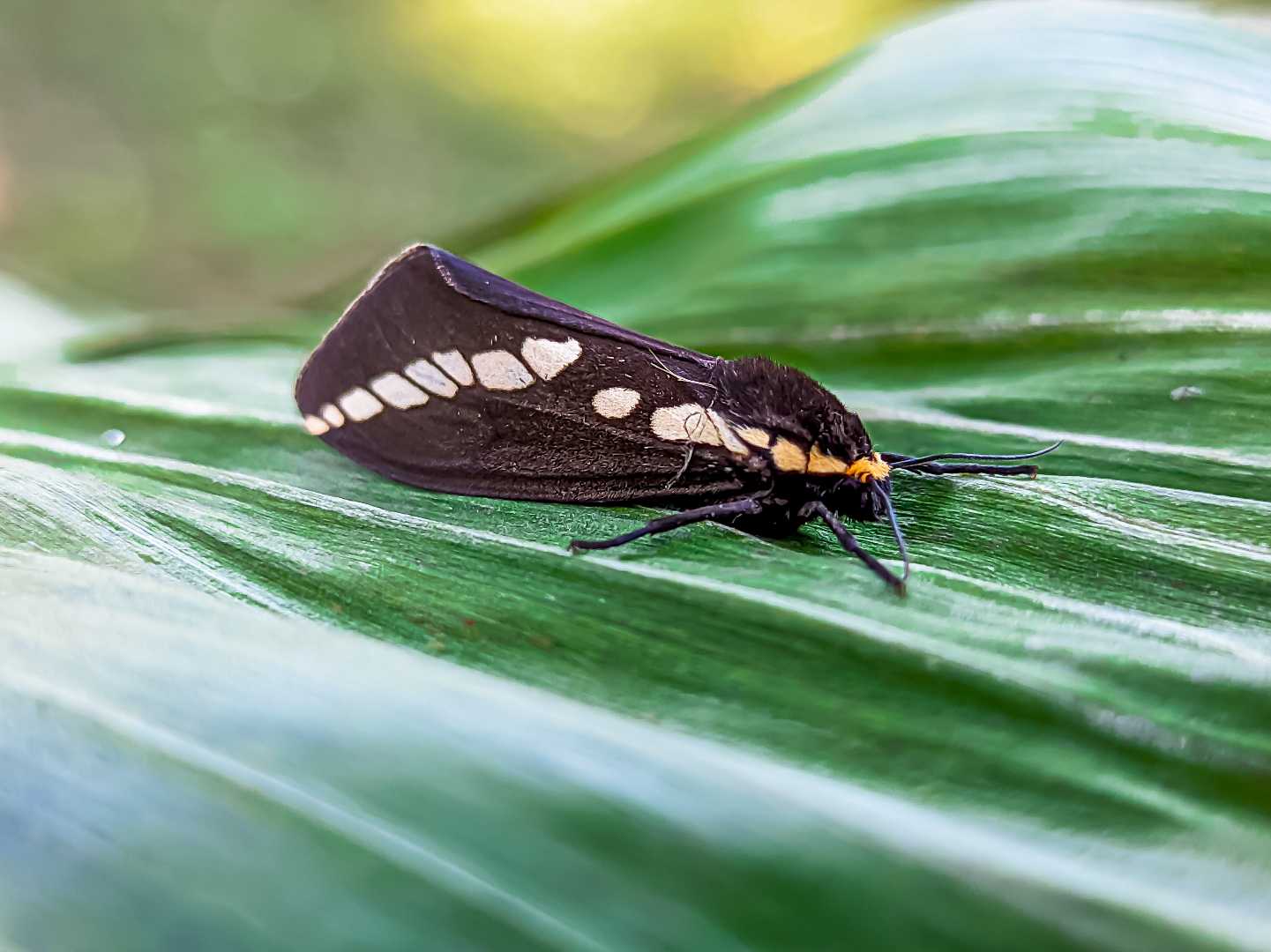 ngengat / macrobrochis gigas