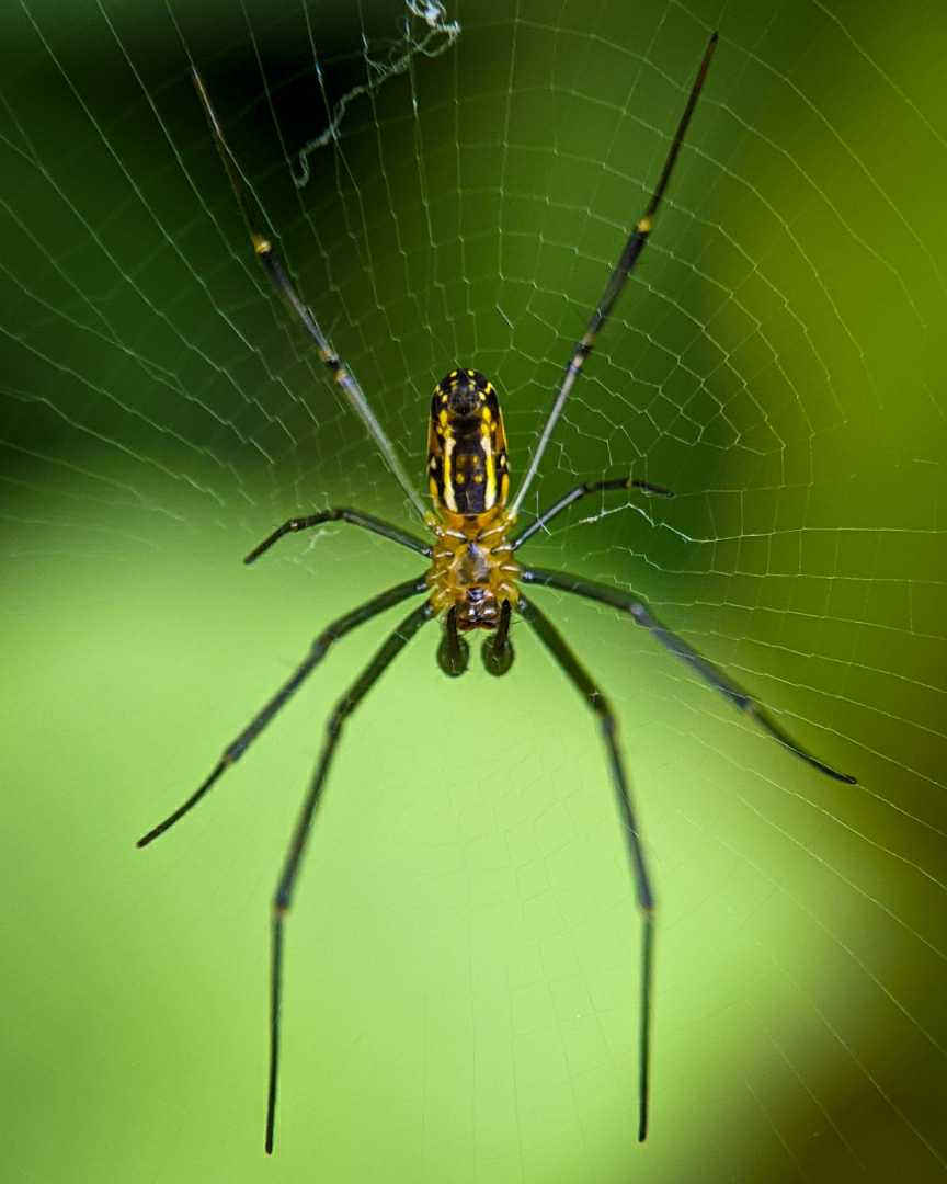 Spider