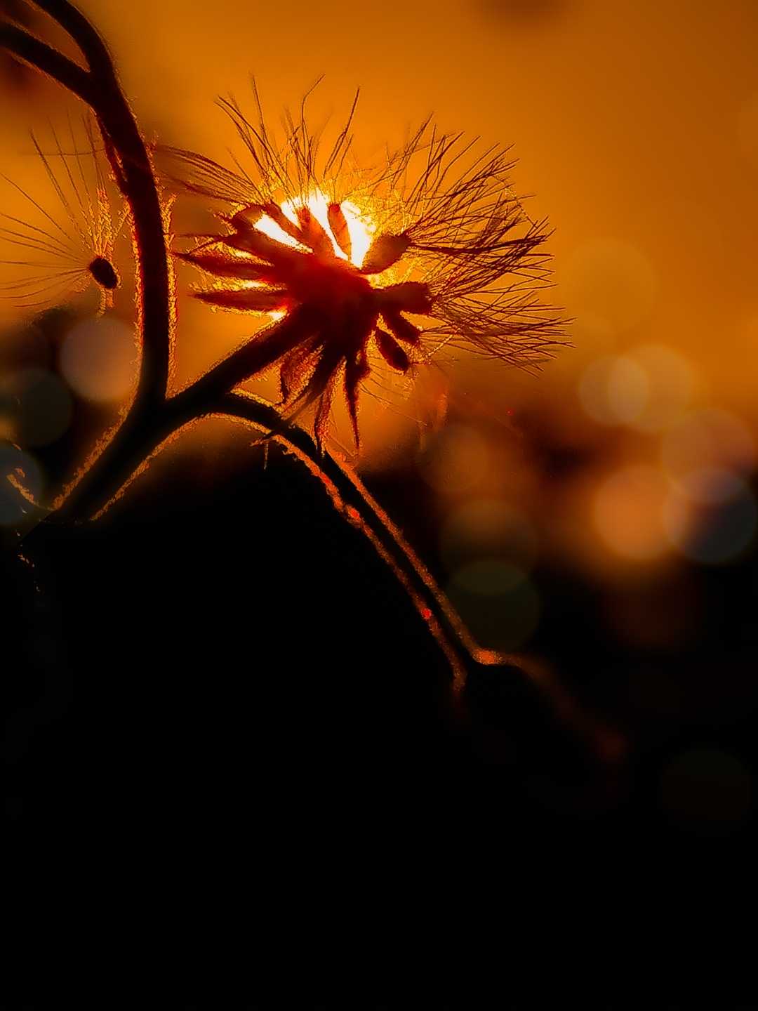dandelion