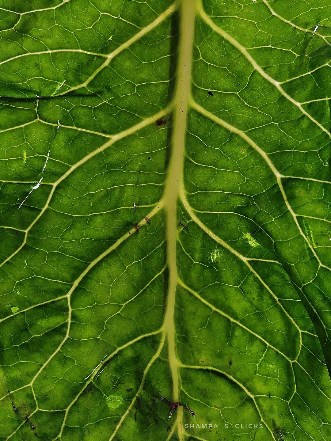 শাখা প্রশাখা ✨💚