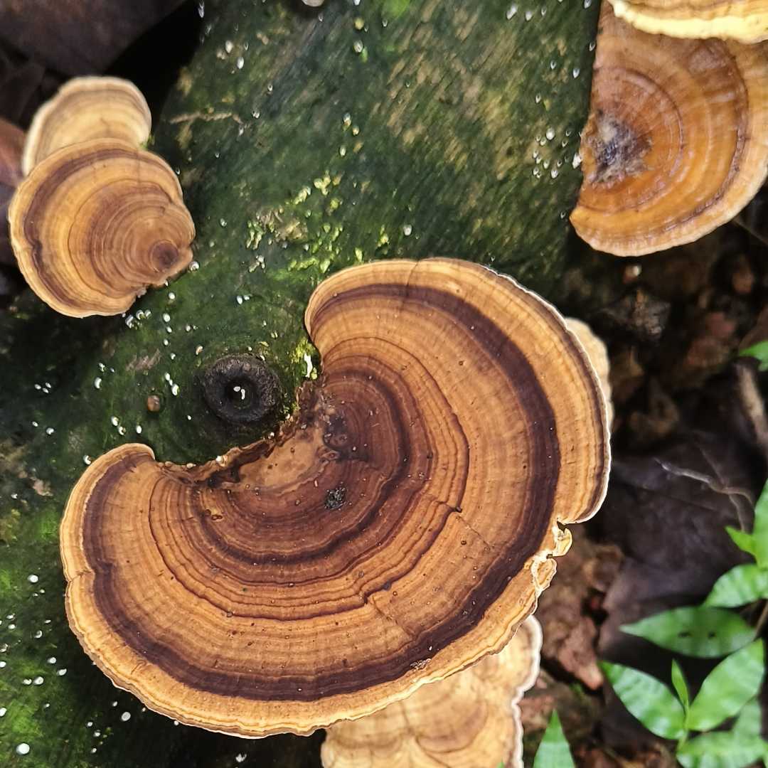 Large Polypores