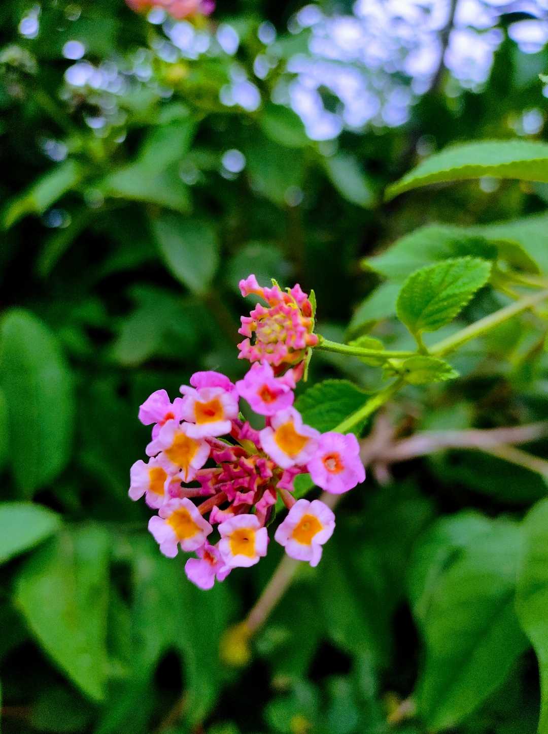 💗💚