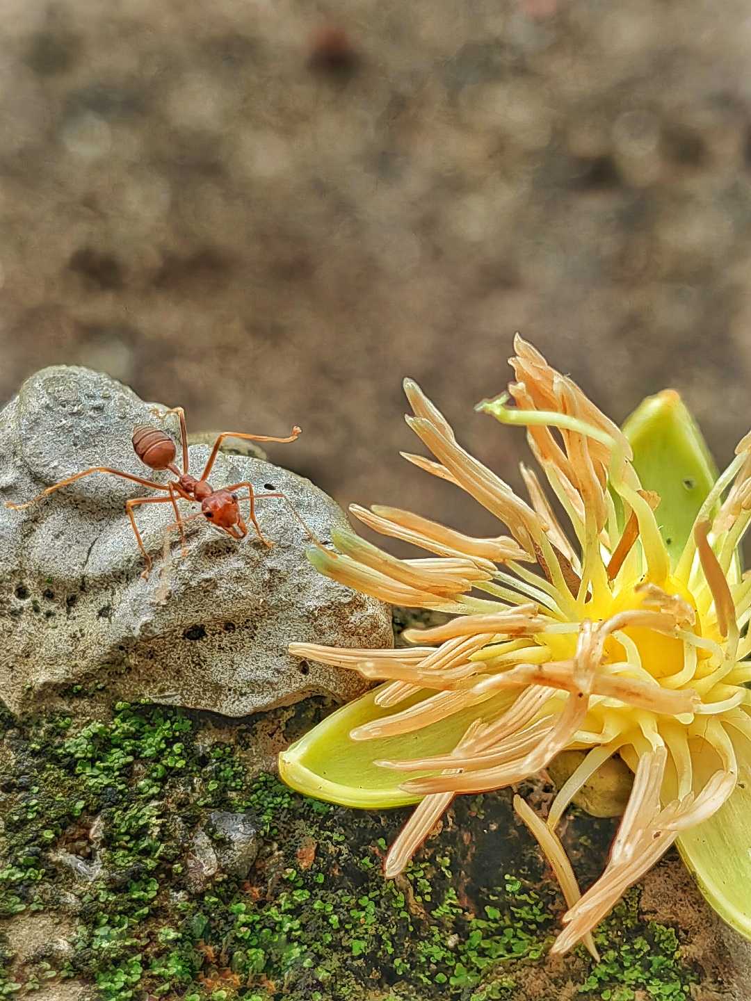 Semut & Bunga pohon pinang