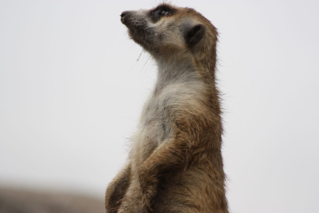 Suricatas / Meerkats 