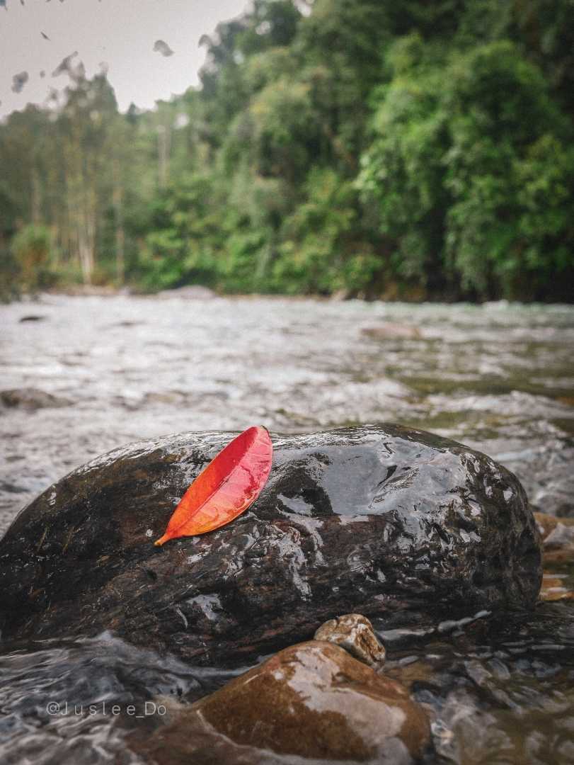 the red leaf