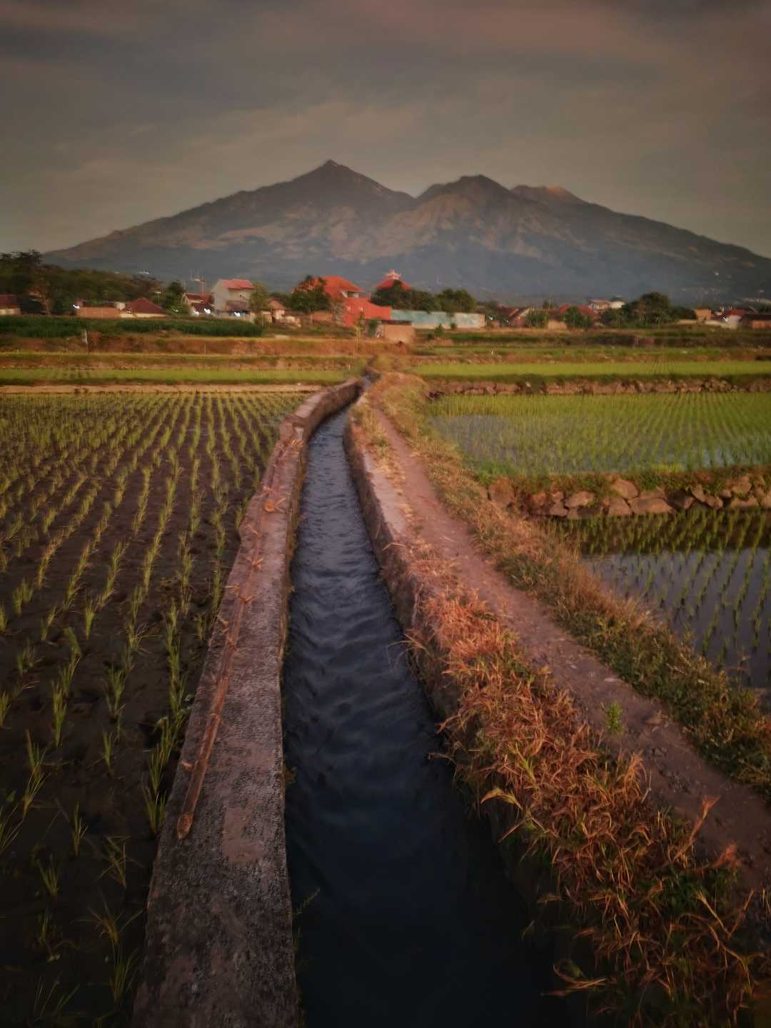 keindahan persawahan di pagi 