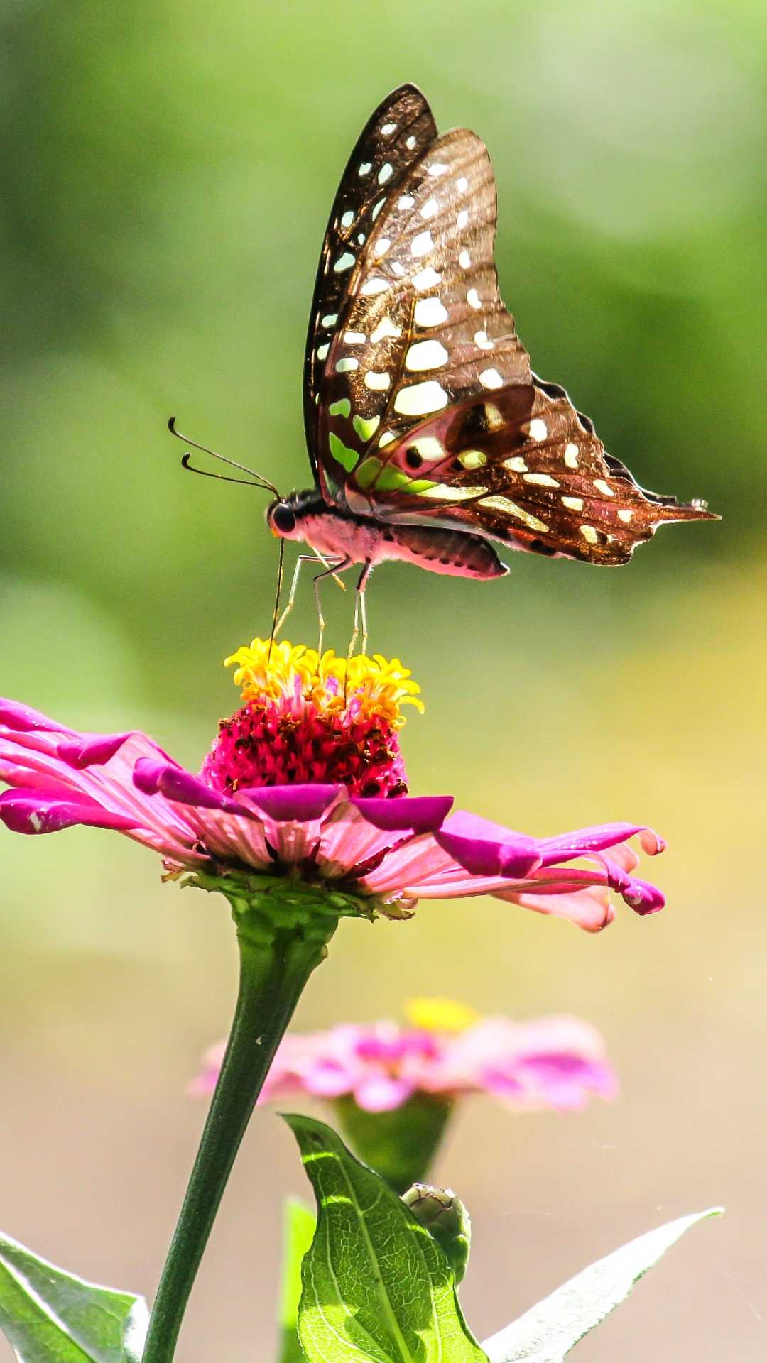 The tailed jay Butterfly