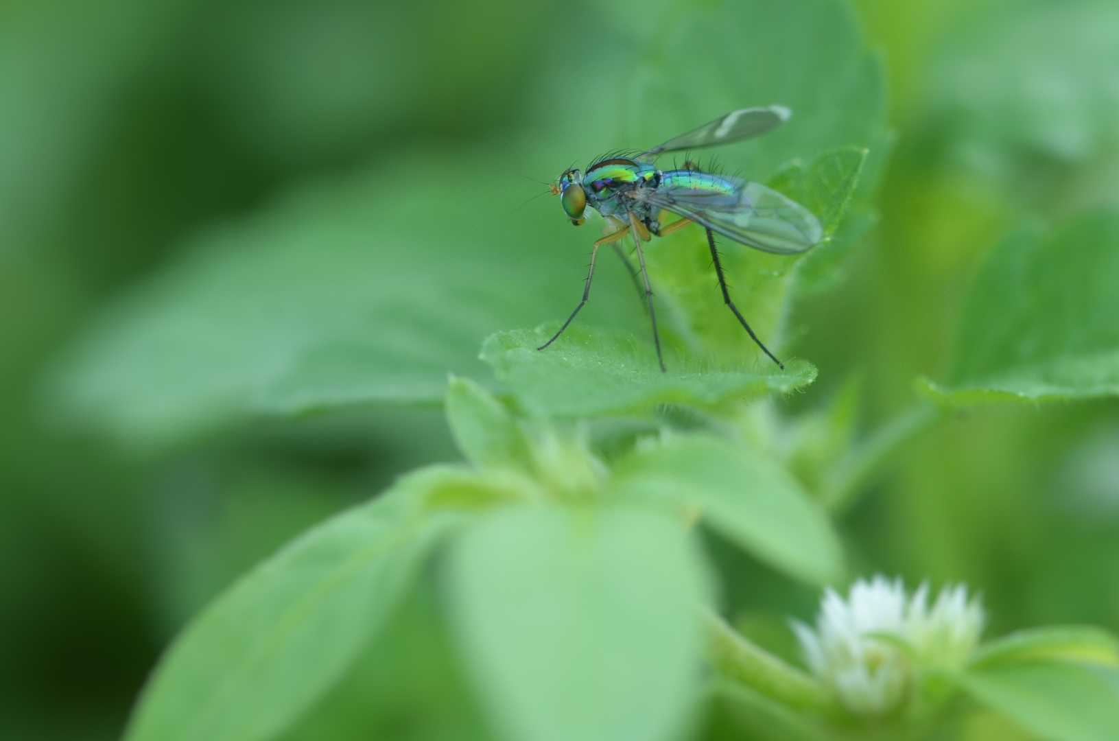 chrysosoma sp. (cmiiw)