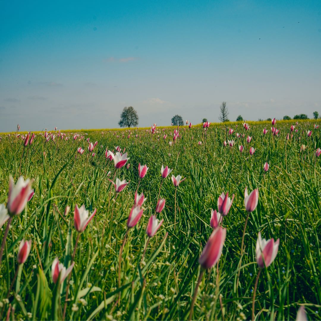 wild tulips