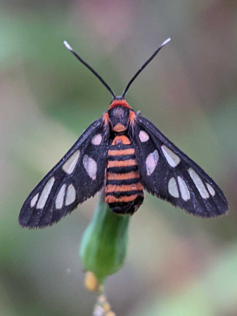 Amata huebneri