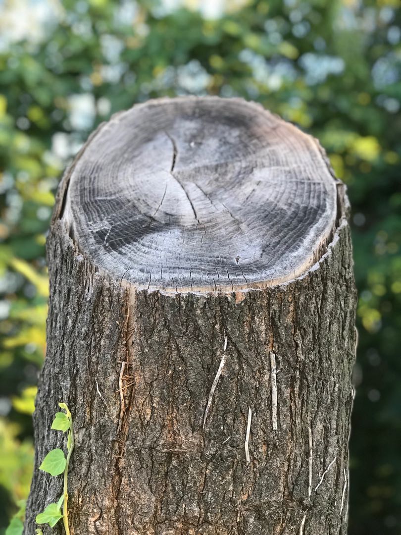 Save the trees!