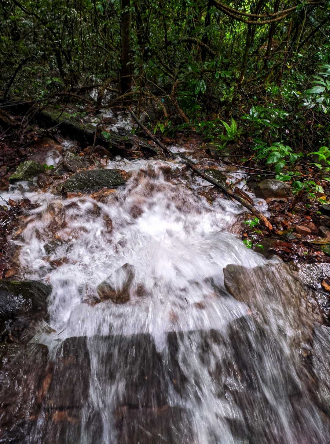 paithalmalakannur