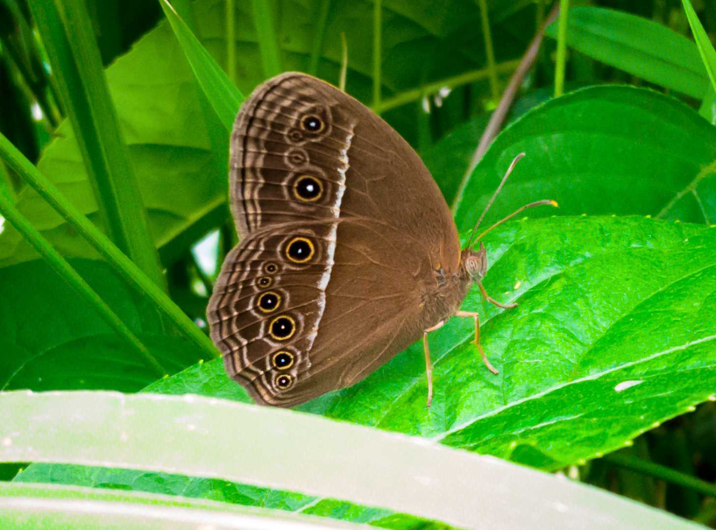 Mycalesis Perseus