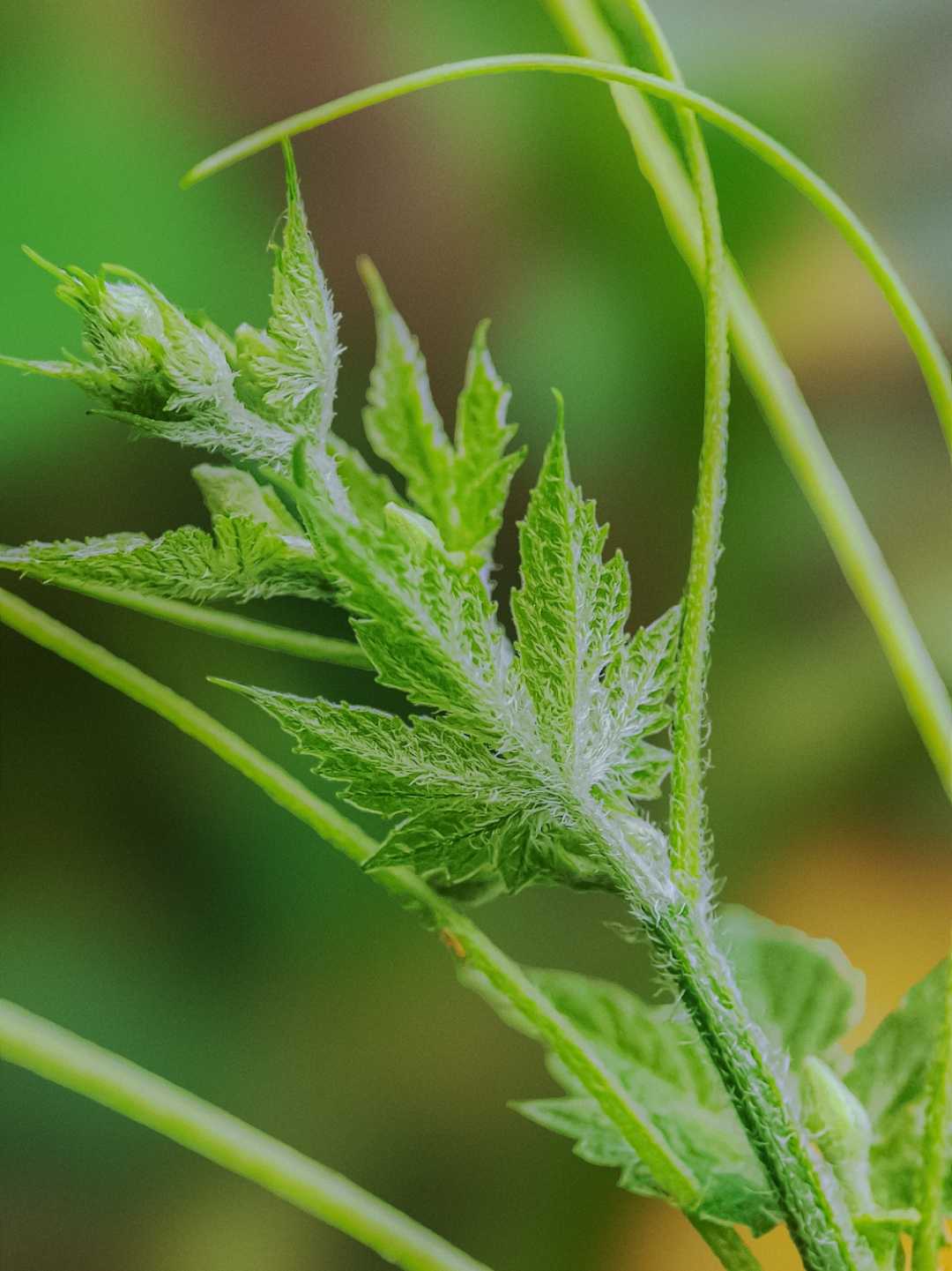 🌿💚🔍 •••