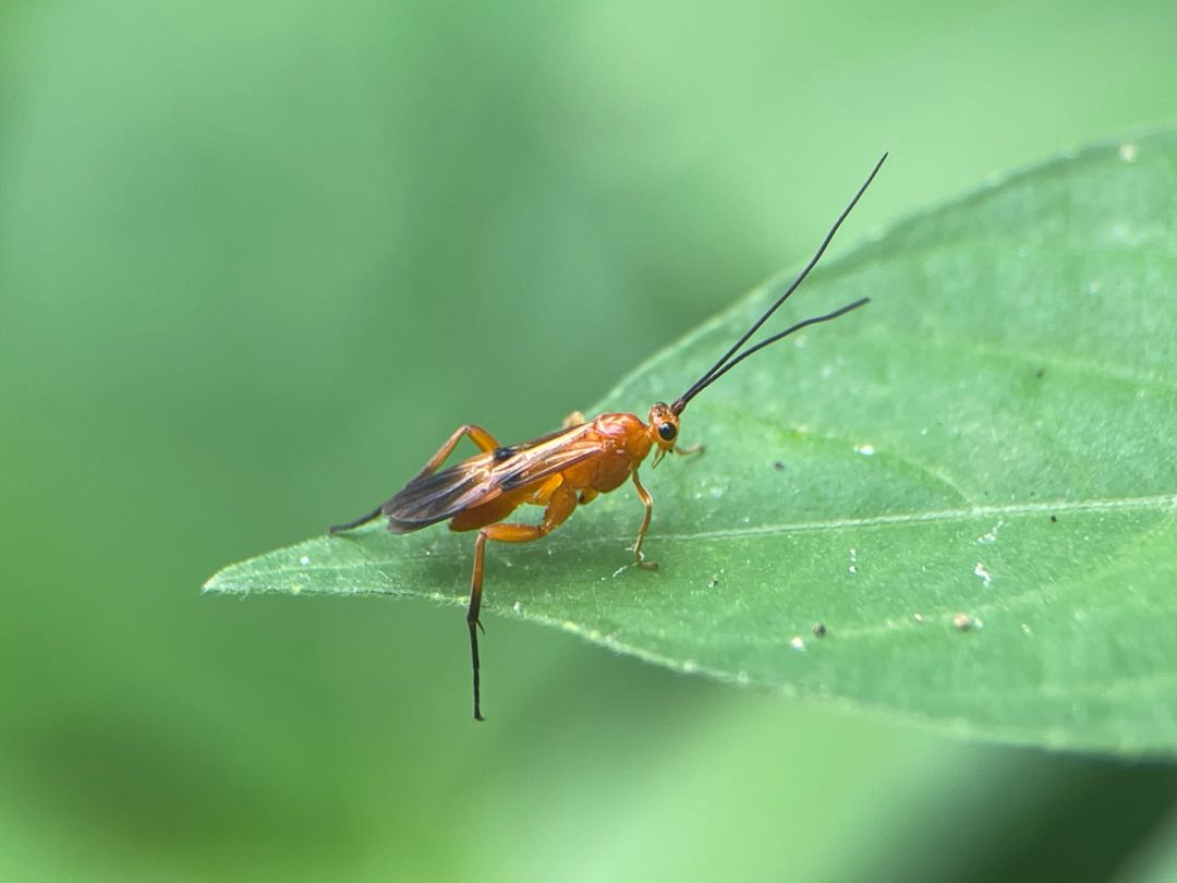 Aleiodes