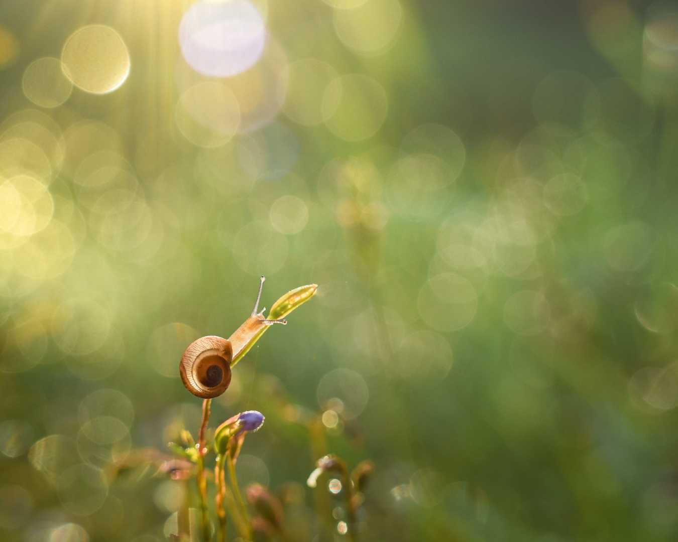 The Light