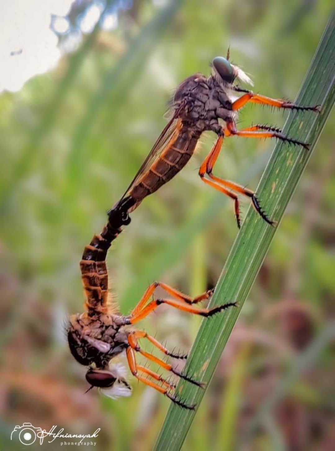 mating robberfly 🐝