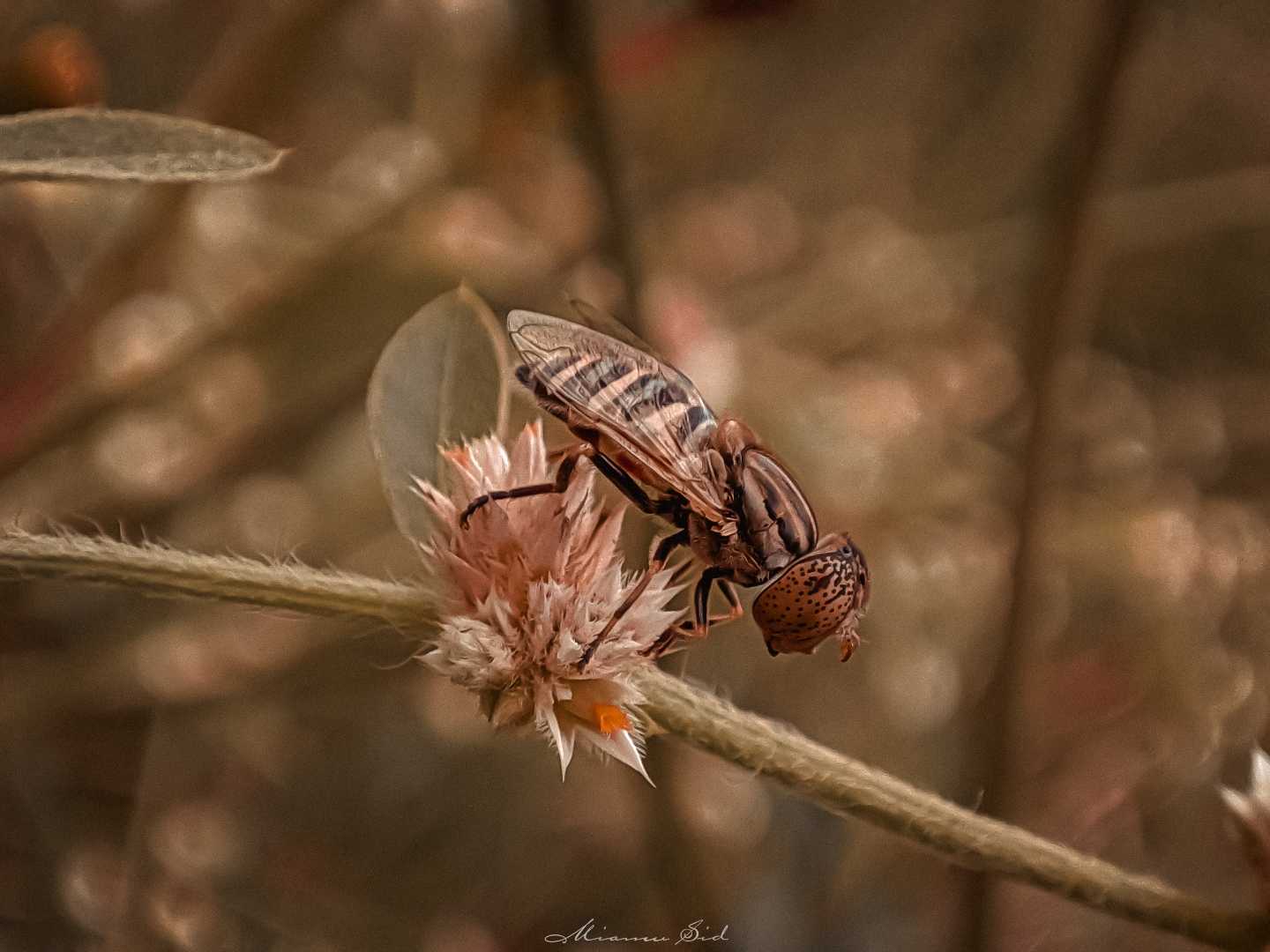 Eristalinus