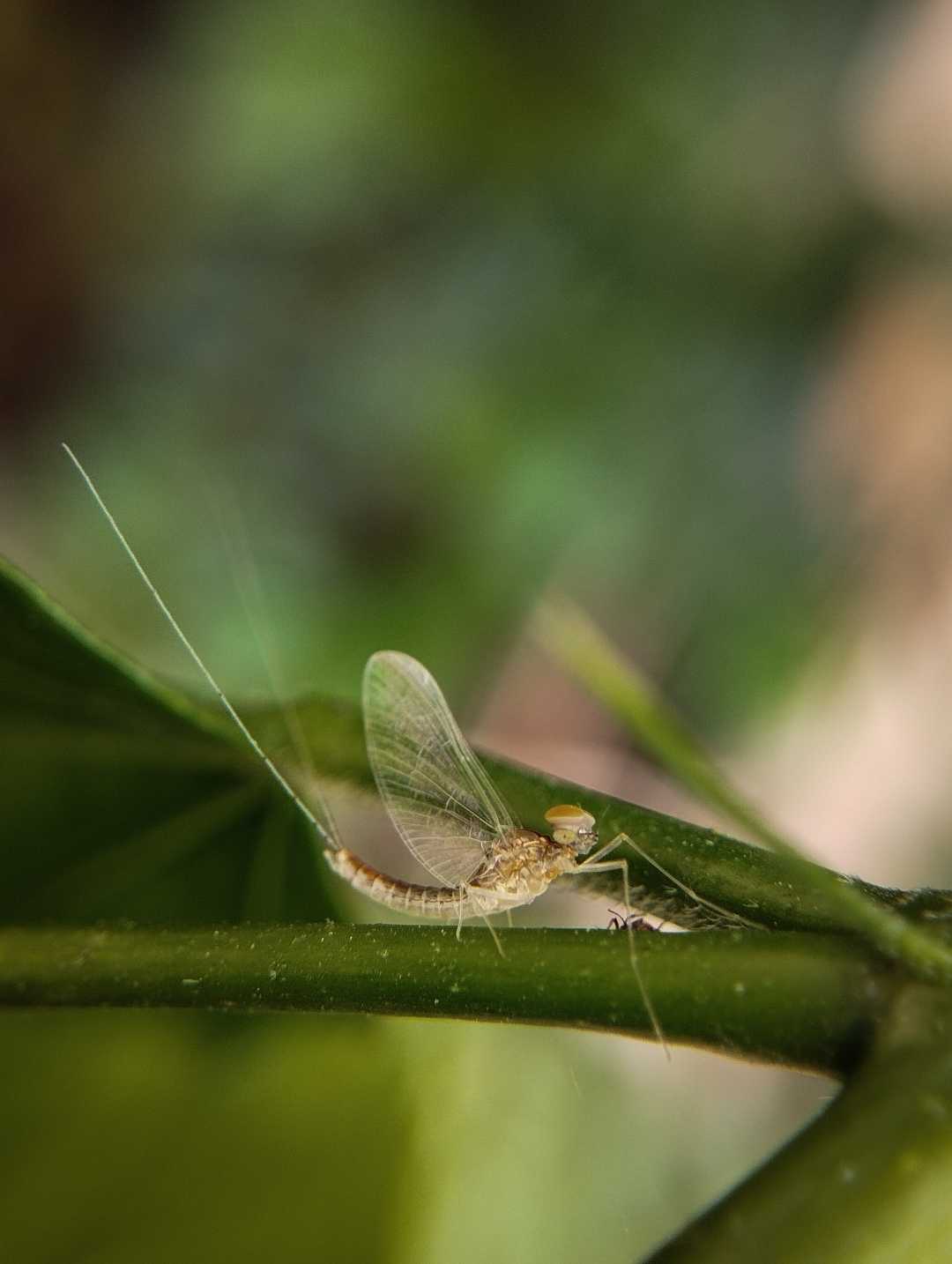 Name this insect 