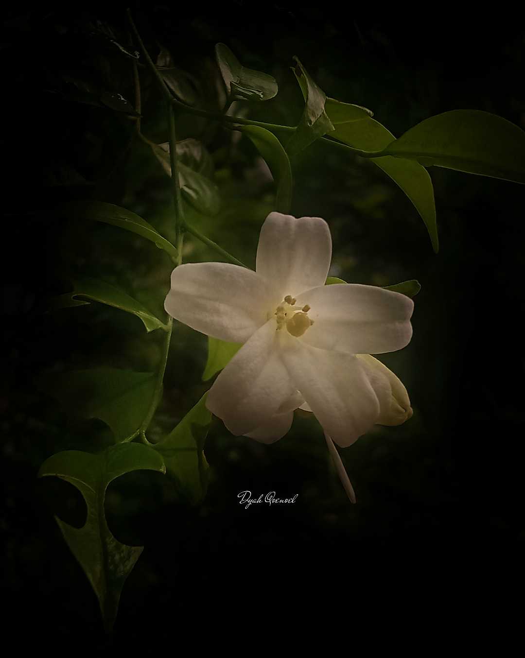Kemuning flower 