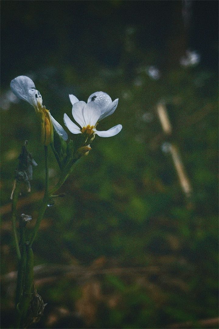 The Lady’s smock