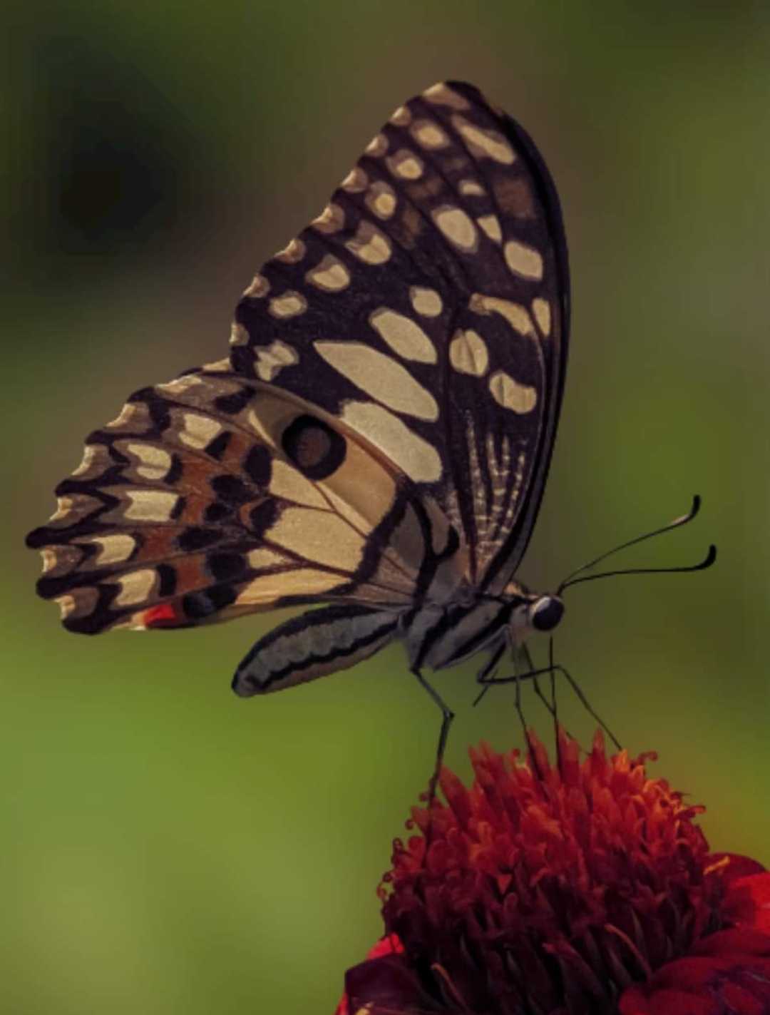 Citrus swallowtail