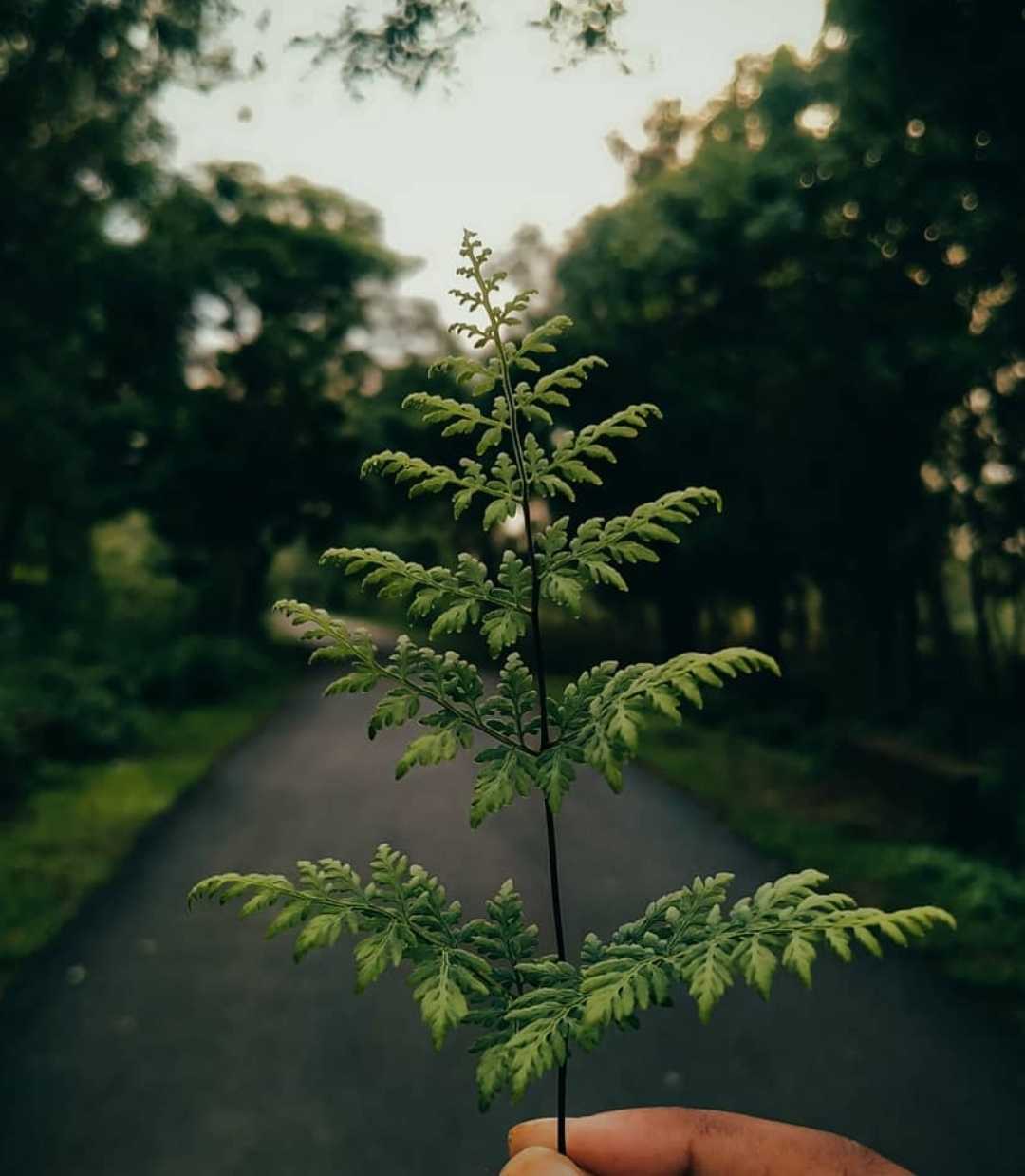 🌿