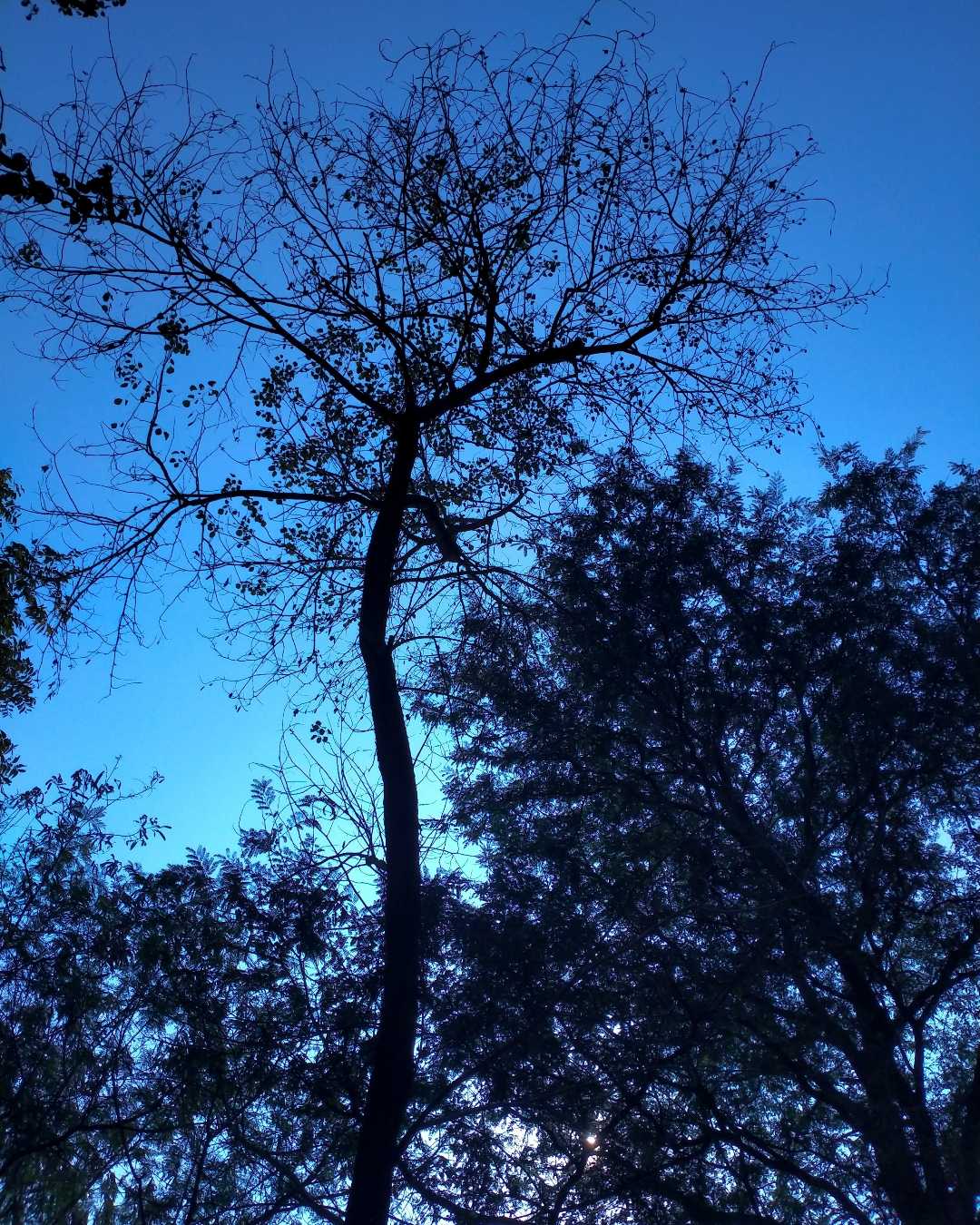 nature