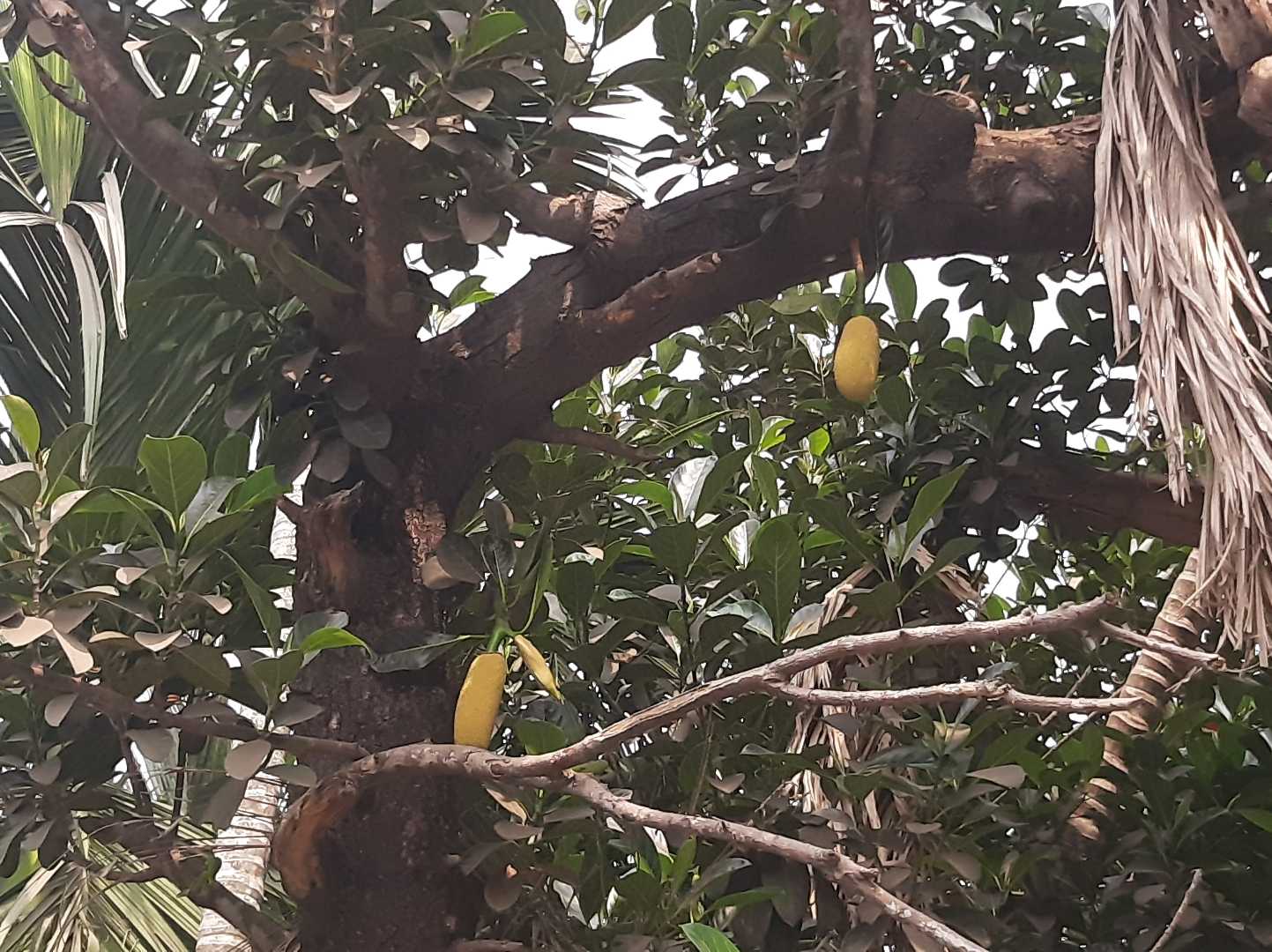 Baby jackfruits
