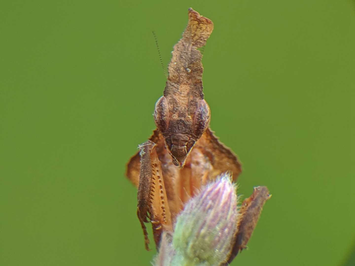 kepala ghost mantis