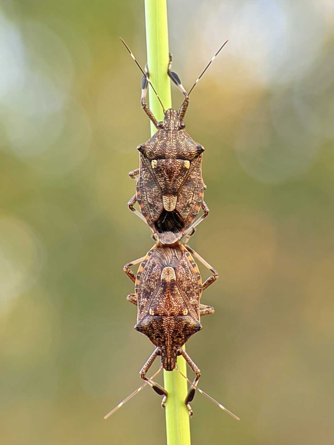 Spined Soldier bug🐝