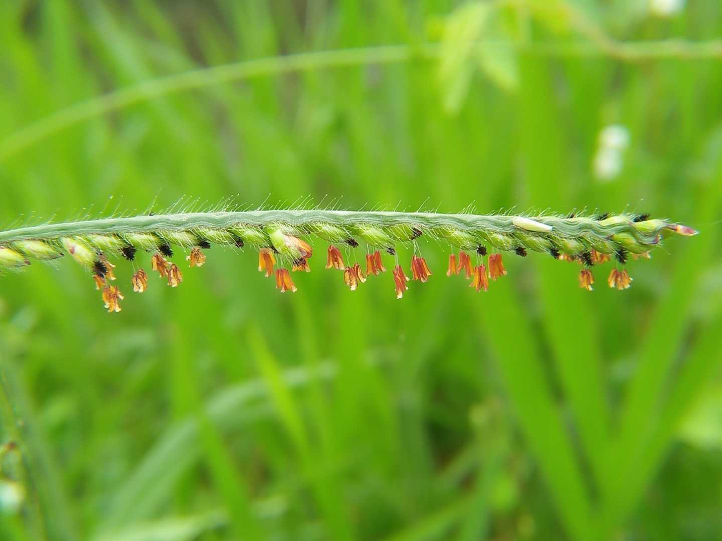 RUMPUT GRINTING (Cynodon Dactylon)

