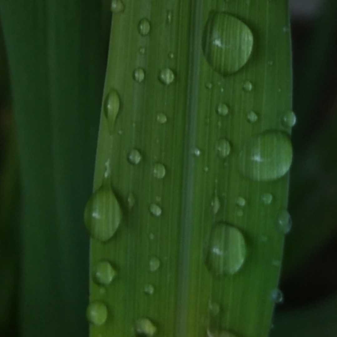 water drop