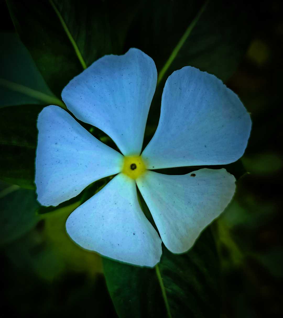 flower photography 