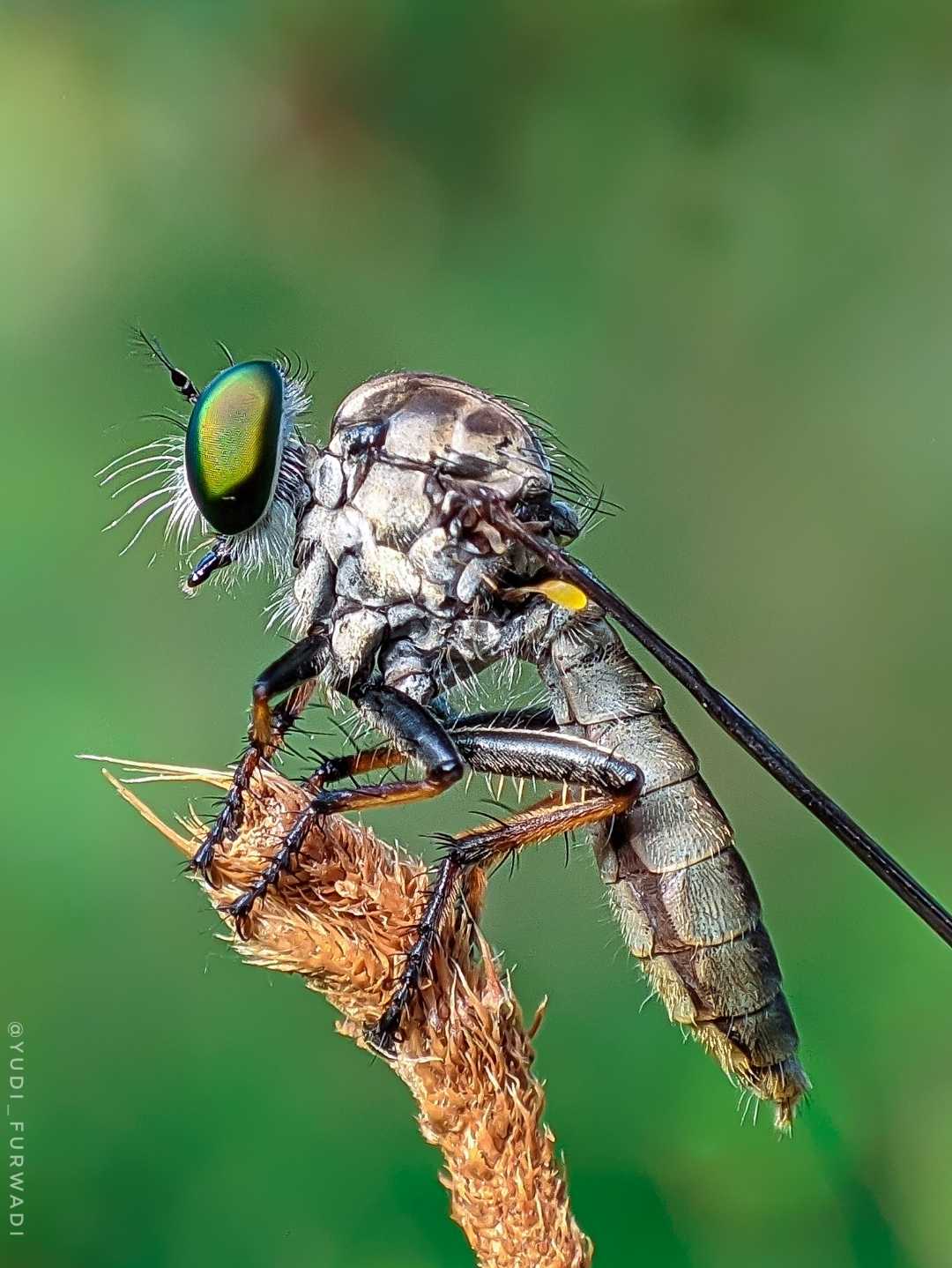 Ommatius